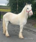 Casper, 2 year old ride and drive colt standing at about 13.1hh-13.2hh. I have come to a sad decision of selling my wonderful colt, no fault of his own, just don't have the time or space and got two many. 