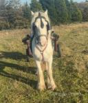 Casper, Ride and Drive Colt