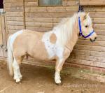 Bonanza, Shetland Gelding 