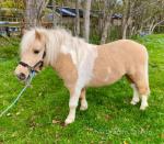 Bonanza, Shetland Gelding 