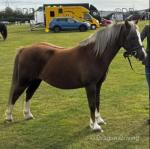 Bambi, 12hh Riding Mare