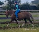 Bambi, 12hh Riding Mare