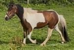 Ride & drive 3/4 sqare trotter 12hh. Peanut, gelding, 5 years.
Good to stable, box, farrier. Small head, ears, good conformation. 