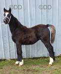 Desach Roberta, Welsh Section D Filly Foal