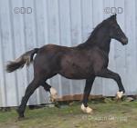 Desach Roberta, Welsh Section D Filly Foal