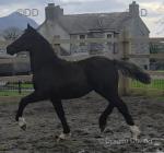 Desach Roberta, Welsh Section D Filly Foal