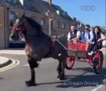 14.2hh ride and drive stepping cob gelding. Great to hack alone and in company, can pop a jump and great on the cart. Dream to handle. 