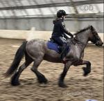 14.2hh Ride and Drive Gelding