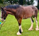 Woodhouse Yaryot, Shire Filly