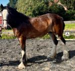 Woodhouse Yaryot, Shire Filly