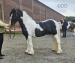 Candyman, 15.1hh Driving Gelding 