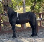 Greenrivers Silver Knight, family pony (project). Jett 2 year old Fell pony 13hh. Jett is is a pleasure to have on the yard/field. He's more of a family project pony! But loves to learn and with the right person he will go very far! He has been lightly backed but due to his age he's not done loads. 