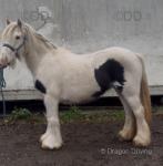 13.1hh Ride and Drive Mare