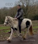 13.1hh Ride and Drive Mare