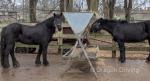 Pair of 13hh Fell Driving Mares