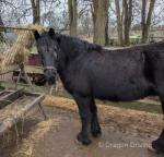 Pair of 13hh Fell Driving Mares