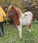 Shetland Colt Foal