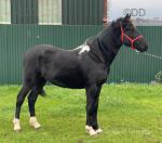 Joe, Driving Gelding