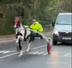 Lexus Rock At It, Colt