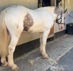 Stig, Gelding & 12.3hh Riding Pony 