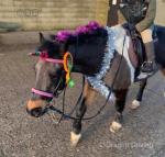Stig, Gelding & 12.3hh Riding Pony 