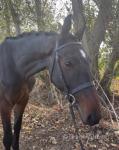Borris, 16.1hh Riding Gelding 