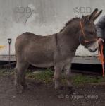 Donkey Geldings