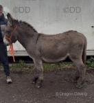 Donkey Geldings