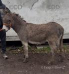 Donkey Geldings