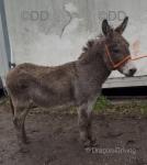 Donkey Geldings