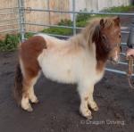 Shetland Ride and Drive Gelding