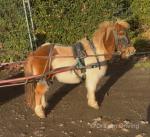 Shetland Ride and Drive Gelding