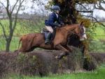 Halo, 16.1hh Riding Mare