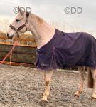 17hh Irish Draught Broodmare