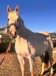 17hh Irish Draught Broodmare