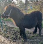 Rocket, Shetland Colt Foal