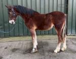 Medrus Lucky Star, Yearling Welsh Section D Colt