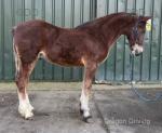 Medrus Lucky Star, Yearling Welsh Section D Colt