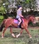 13.2hh Welsh Section C Mare