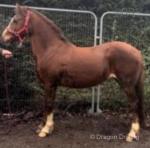 Whitespur Cherie, 13.2hh Welsh Section C Mare