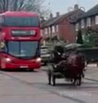 Whitespur Cherie, 13.2hh Welsh Section C Mare