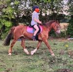 Whitespur Cherie, 13.2hh Welsh Section C Mare