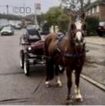 Whitespur Cherie, 13.2hh Welsh Section C Mare