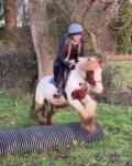 13hh Riding Mare