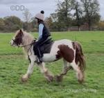 13hh Riding Mare