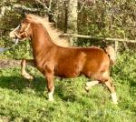 Parc Ricardo, Welsh Section C Yearling Colt