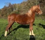 Parc Ricardo, Welsh Section C Yearling Colt