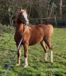 Parc Ricardo, Welsh Section C Yearling Colt