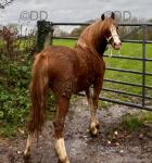 Parc Ricardo, Welsh Section C Yearling Colt