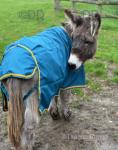 Daisy, 11hh Jenny Donkey